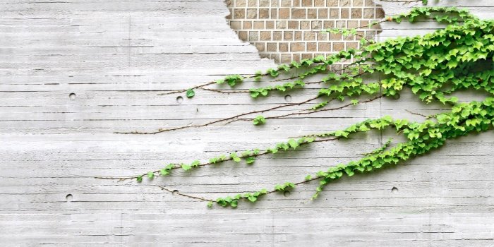 1600x1200 Free download Wall covered with ivy wallpaper 8266 Open Walls