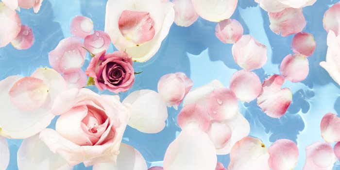 2469x4389 Rose Water & Ivy iPhone Wallpaper Background | Wallpaper