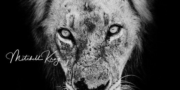 960x1280 The Infamous Mr-T of The Mapogo Lions Pride, Sabi Sands