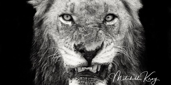 948x1280 The Infamous Mr-T of The Mapogo Lions Pride, Sabi Sands