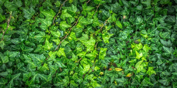 4912x2496 Green English Ivy · Free Stock Photo