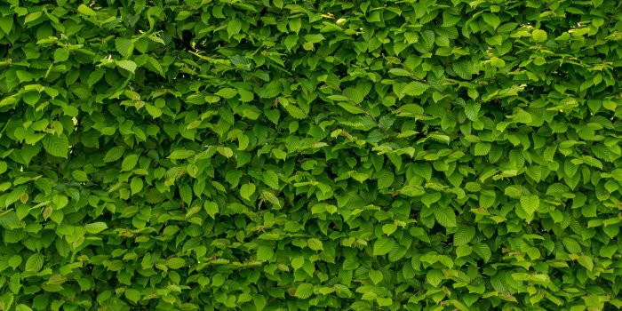 1280x853 Intense green wallpaper with hornbeam,hornbeam,hedge,the