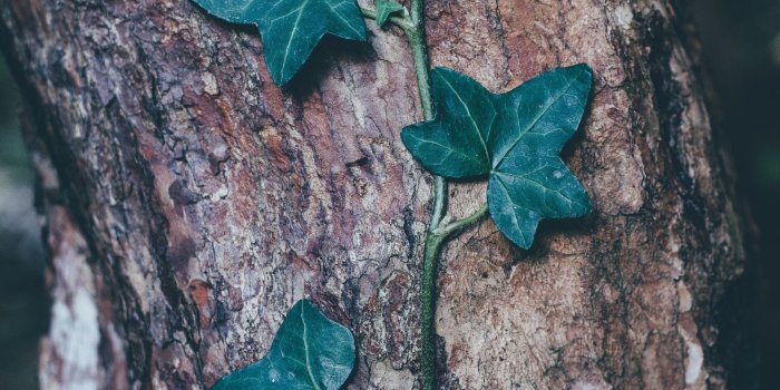 1920x2885 HD Ivy Plant Grow on Bark Wallpaper · #7442 · Wallpapers.io