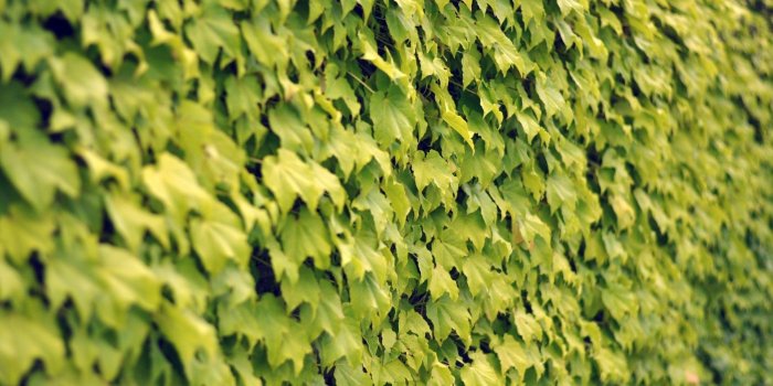 1920x1200 Ivy Wall, Summer - Phone wallpapers