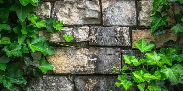 910x925 HD wallpaper: brown brick wall surrounded with vine plants, ivy