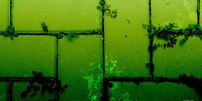 1920x1200 Green Ivy Walls by CSS Creme < Vector < Gallery < Desktop Wallpaper
