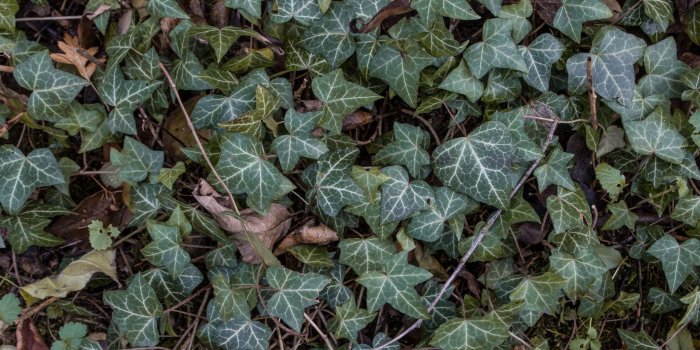 2560x1707 HD Ivy Background Texture Wallpaper · #9163 · Wallpapers.io