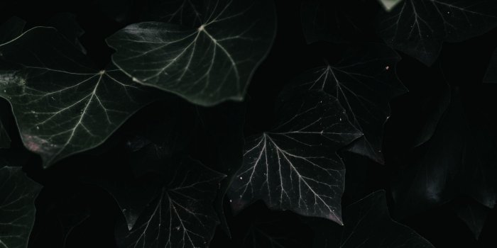 2560x1440 Download wallpaper 2560x1440 ivy, leaves, macro, dark, plant