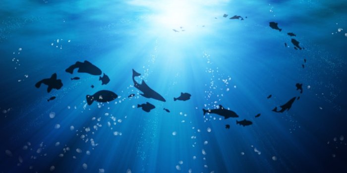 1920x1080 1920x1080, Deep Ocean Wallpaper Full Hd - Under The Ocean Hd