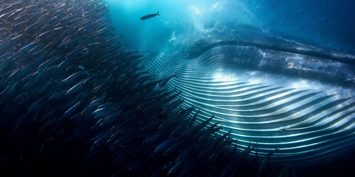 2560x1682 Michael Aw, Water, Underwater, Sea, Whale, Fish, South Africa