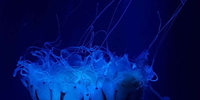 1440x2560 Wallpaper Jellyfish, Underwater, Deep ocean, 4K, Animals, #15968
