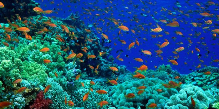 1600x1000 Fish Pictures Ocean Wallpapers Chapter 1 | Aquarium backgrounds