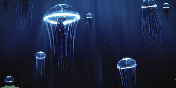1920x1080 Deep Sea Jellyfish Light, Hd Wallpapers & backgrounds Download