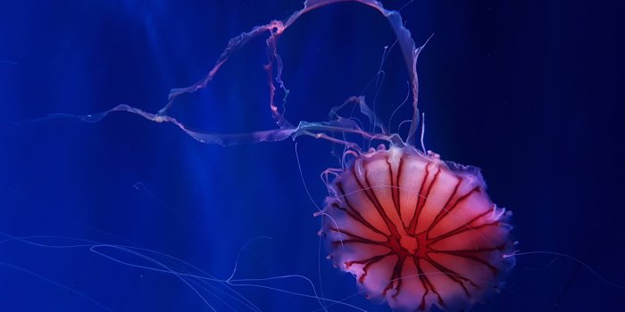 4000x2250 Deep Ocean Jellyfish 4K Wallpapers | HD Wallpapers