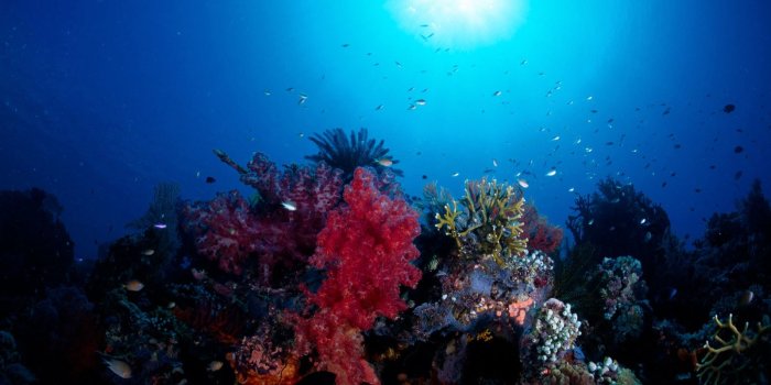 1600x1200 Home Of Wallpaper: 30 Deep Sea Animal Corel Aqua HD Wallpapers