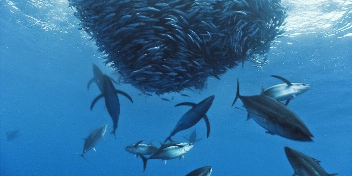 1920x1080 Ocean Fish Wallpaper HD