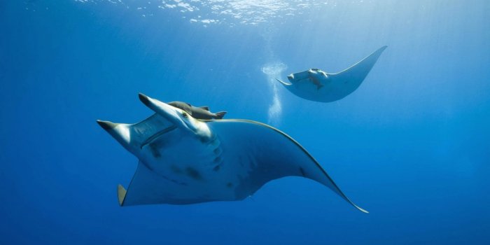 1920x1080 Sea | Desktop Background Fish in Deep Sea – Desktop Background