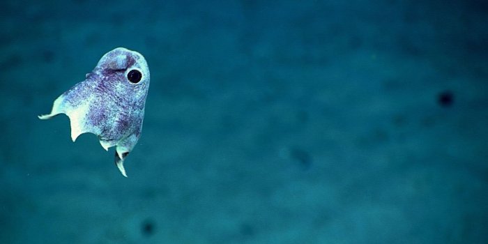 1920x1080 1920x1080, Scientists Just Captured Stunning Images - Deep Sea