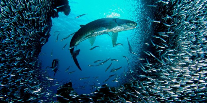 1600x1200 Free download Deep Sea Wallpaper HD Freetopwallpapercom [1600x1200