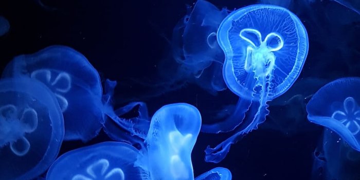 910x1213 HD wallpaper: underwater, jellyfish, desktop, aquarium, deep