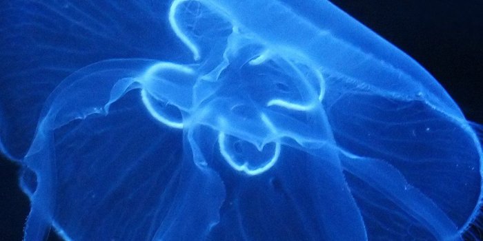 1242x2208 Deep Ocean Life Jellyfish Blue Dark Nature Android wallpaper