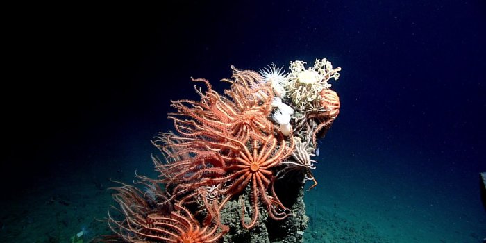 1920x1080 Scientists spent a month exploring the Gulf of Mexico's deep sea