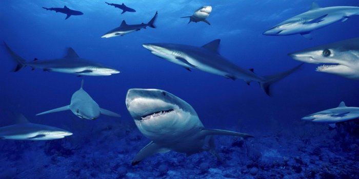 1920x1080 world sharks deep sea 1920x1080 wallpaper High Quality Wallpapers