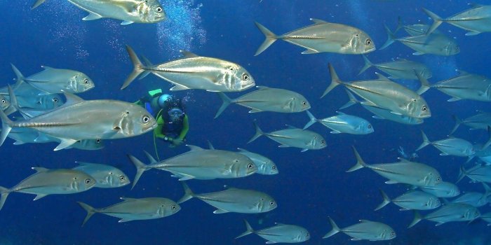 1600x1200 Deep Sea Free Wallpapers In HD Desktop Background