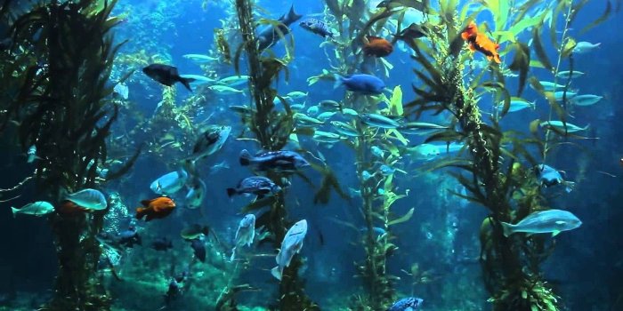 1600x900 Water,fish, Ocean, Deep Blue, Sea, Display, Sealife,HD Wallpapers