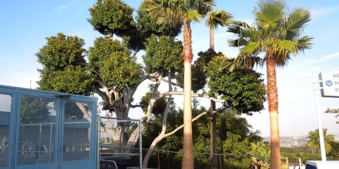 1024x768 Dodger Stadium Exterior | 3392. The hills around Dodger Stad…