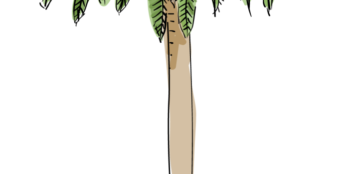 1137x2343 L.A.'s palm trees are dying and it's changing the city's famous