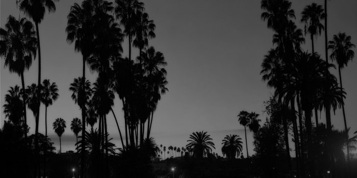 1920x1080 Los Angeles Palms - Aleim
