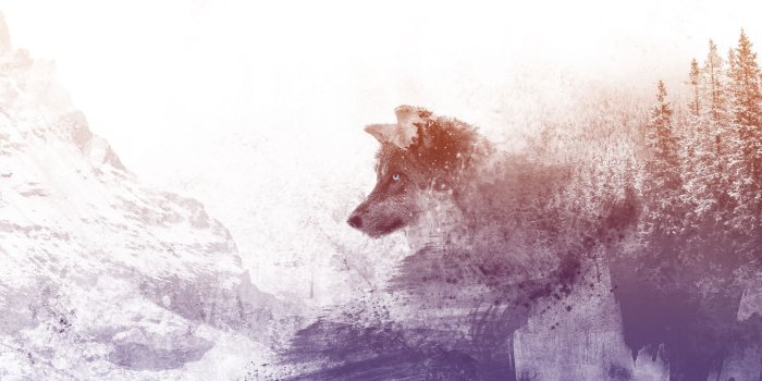 2560x1440 Download wallpaper 2560x1440 wolf, art, photoshop, predator