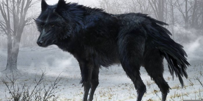 1920x1080 Free download Black Wolf Art HD Wallpaper iHD Wallpapers