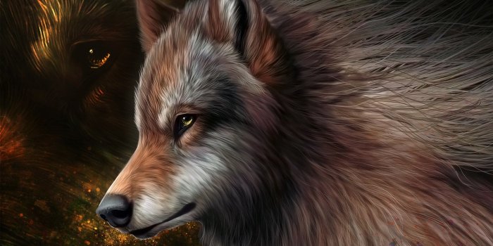 2002x1080 Brown wolf digital wallpaper, graphics, wolf, wool, art, HD