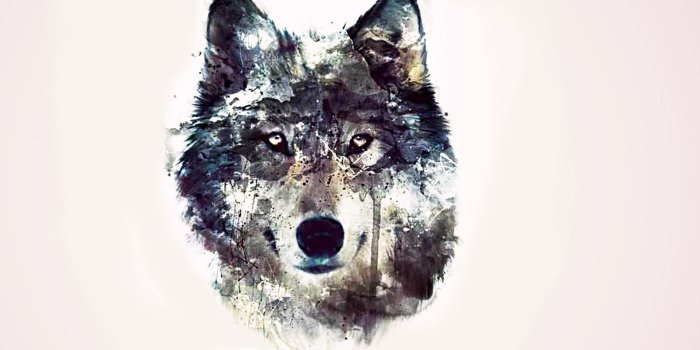 1920x1080 Hd Wallpaper Wolf - HD Wallpaper For Desktop Background