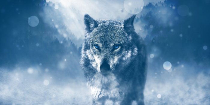 1920x1080 1920x1080 px wolf High Quality Wallpapers,High Definition Wallpapers