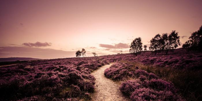 2048x1080 england, Field, Heather, Plants, Trees, Road, Footpath, Nature