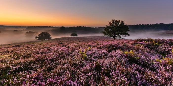 5120x2880 Sunrise Morning In Veluwe Netherlands Heather Flowers In Bloom