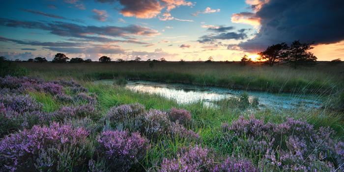 1280x853 Desktop Wallpapers Heather Flowers Nature Sky Lake Scenery Grass