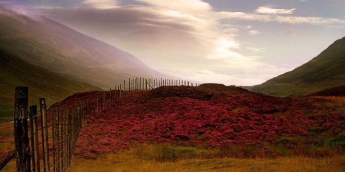 1024x768 Scottish Heather Desktop wallpapers 1024x768