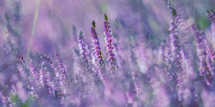 1332x850 Wallpaper light, flowers, nature, glare, background, glade, blur