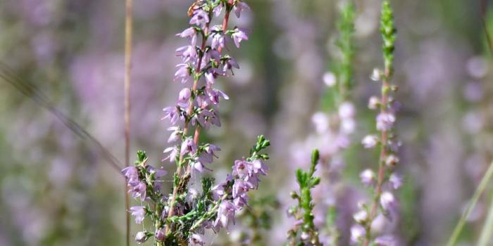 910x1362 HD wallpaper: heather, heathers, autumn, pink, violet, flower, in