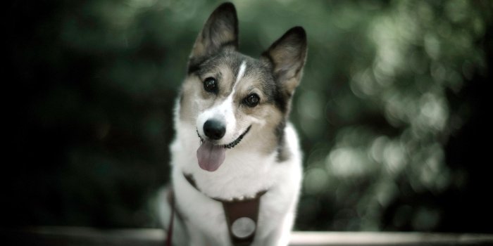 1920x1080 Cute Dog Wallpaper | Cute dog wallpaper, Dog wallpaper