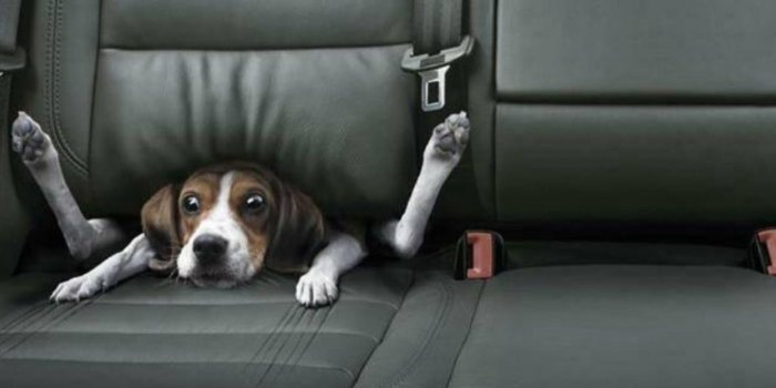 1600x1200 Funny Dogs Wallpapers | Dog jokes, Funny dog pictures, Funny dogs