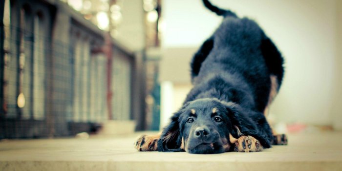 1920x1080 Funny Dog Wallpapers
