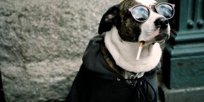 1680x1050 Free download dog funny hd wallpaper [1920x1080] for your Desktop