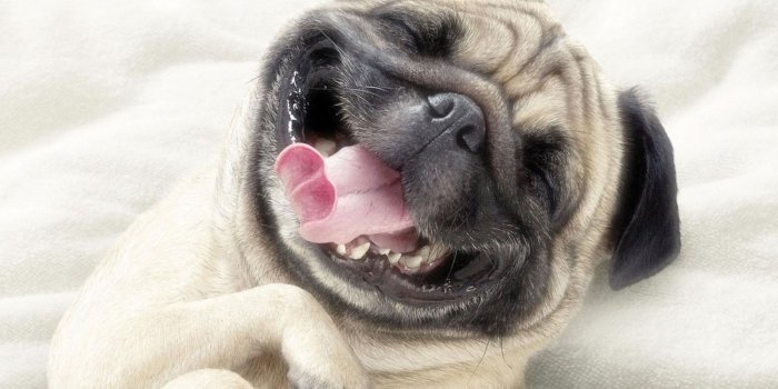 1600x1200 Funny Dog Wallpapers - Top Free Funny Dog Backgrounds