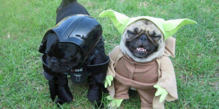 1920x1080 Funny Dog wallpaper | 1920x1080 | #58484