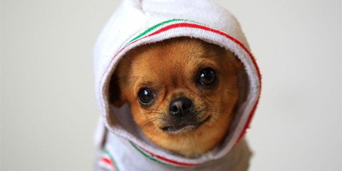 1280x800 Free download Funny Dog Wallpaper 98 Download Wallpapers [1280x800